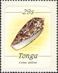 Conus aulicus