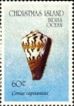 Conus capitaneus
