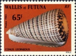 Conus leopardus