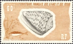 Conus taeniatus