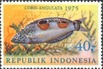Coris angulata