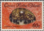 Cypraea histrio