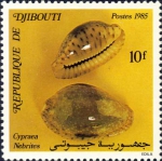 Cypraea nebrites