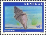 Pugilina morio