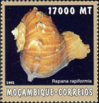 Rapana rapiformis