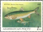 Rutilus frisii kutum