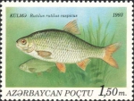 Rutilus rutilus caspicus