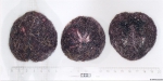 Echinodermata (Echinoderms)