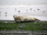Gewone zeehond, author: Billiau, Ren�