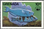 Scarus coeruleus