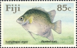 Scatophagus argus