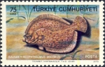 Scophthalmus maximus