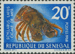 Scyllarus latus