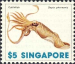 Sepia pharaonis