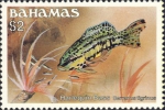 Serranus tigrinus