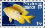 Stegastes emeryi