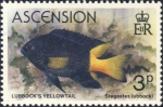 Stegastes lubbocki
