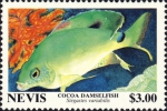 Stegastes variabilis