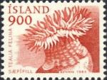 Tealia felina