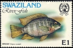 Tilapia rendalli
