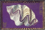 Tridacna gigas