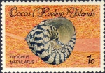 Trochus maculatus