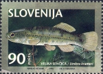 Umbra krameri