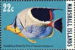 Chaetodon ephippium