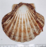 Pecten maximus (Linnaeus, 1758) 