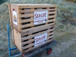 Seal Rescue Center  Blankenberge