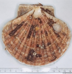 Pecten maximus (Linnaeus, 1758) 