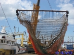 Onderhoud boomkor
