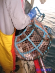 Potten (krab/kreeft)