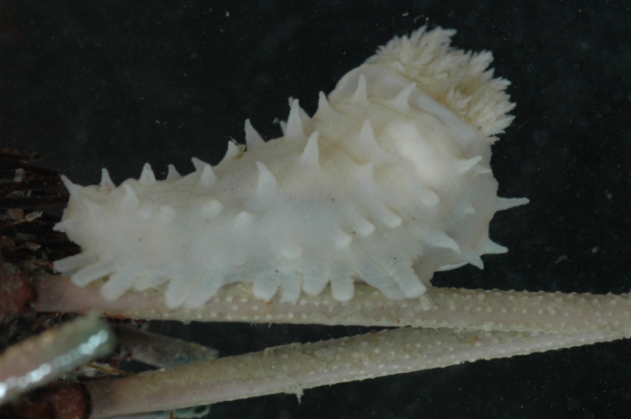 Echinopsolus acanthocola