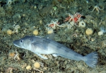 Collaborative East Antarctic Marine Census (CEAMARC)
