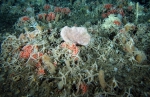 Collaborative East Antarctic Marine Census (CEAMARC)