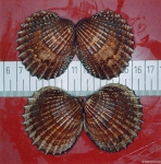 Acanthocardia echinata (Linnaeus, 1758) 