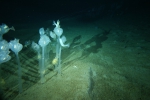 Collaborative East Antarctic Marine Census (CEAMARC)