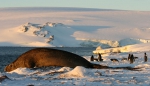 Elephant Seal and Gentoo Penguins