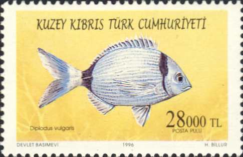 Diplodus vulgaris