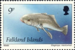 Eleginops maclovinus