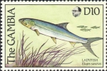 Elops saurus