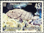 Epinephelus tauvina