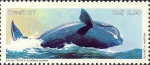 Eubalaena australis