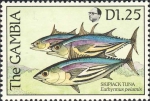 Euthynnus pelamis
