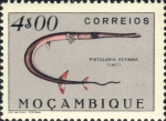 Fistularia petimba