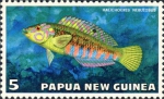 Halichoeres nebulosus