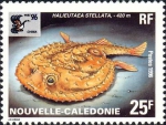 Halieutaea stellata