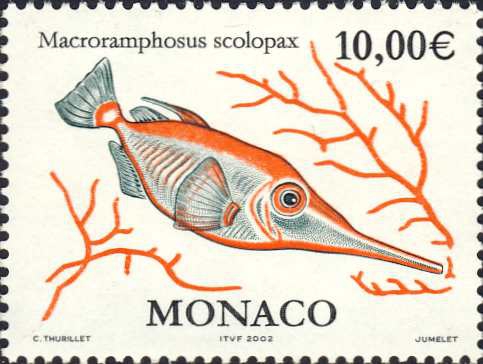 Macroramphosus scolopax