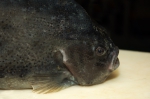 Snotolf - Cyclopterus lumpus